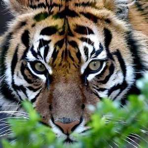 Meet your Posher, Roy